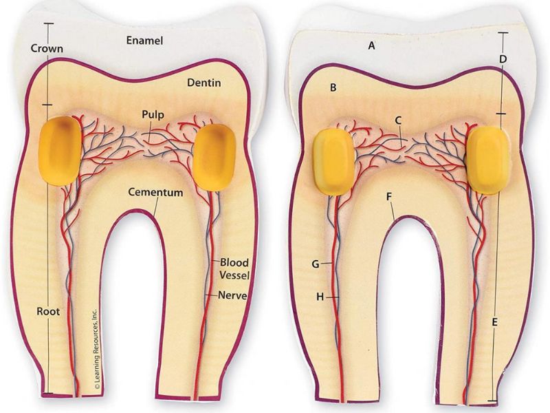 ANATOMY 3110